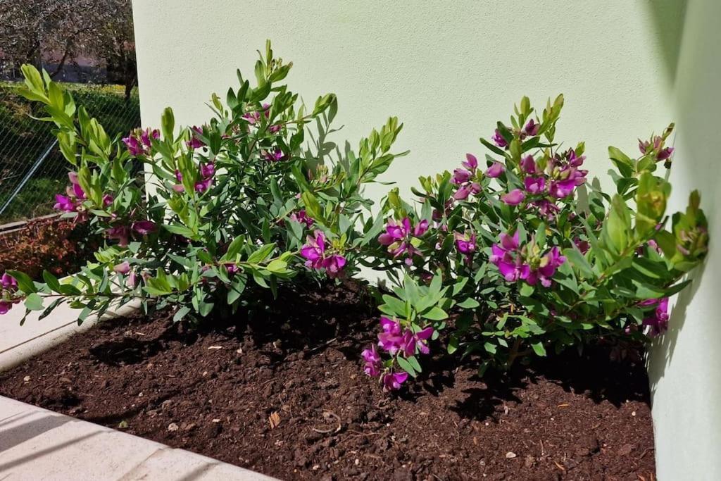 Appartamento Casa Myrtifolia Todi Esterno foto